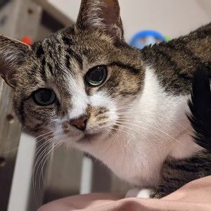 Meet your Posher, Samantha